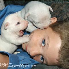 "Dogo Argentino puppies" Dogo Argentino Puppies from Legend Dogos Dogo Argentinos