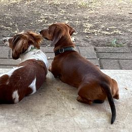Max - Dachshund