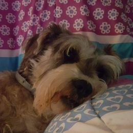 Rocky - Miniature Schnauzer