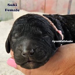 Suki - Black female Goldendoodle puppy in Peytno, Colorado from Grace N Faith Doodles