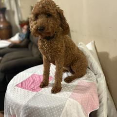 Gracie - Poodle