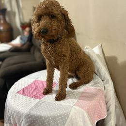 Gracie - Poodle