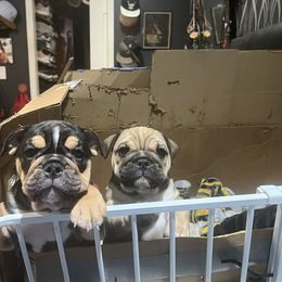 Bulldog Puppies from BH Bulldogs