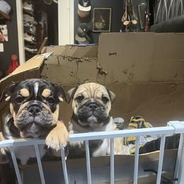 Bulldog Puppies from BH Bulldogs