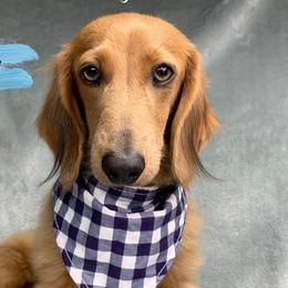 Senor Zuma - Dachshund