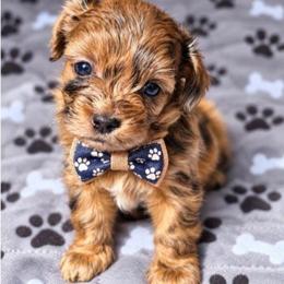 Kenny Rogers - Merle male Shihpoo puppy in Delphos, Ohio from Route 66 Puppies
