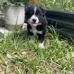 Miniature Australian Shepherd Puppies from Peace Creek Aussies