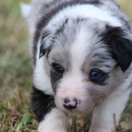 Boy 1 - Blue merle male Border Collie puppy in Tylertown, Mississippi from Cool Meadow Farms