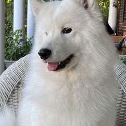 Samoyeds from Shasta Samoyeds