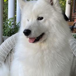 Samoyeds from Shasta Samoyeds