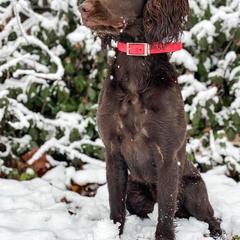Covey - Boykin Spaniel