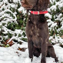 Covey - Boykin Spaniel