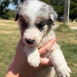 Boy 2 - Blue merle male Border Collie puppy in Shawnee, Oklahoma from Cross K Working Collies - Pure Bred Border Collies