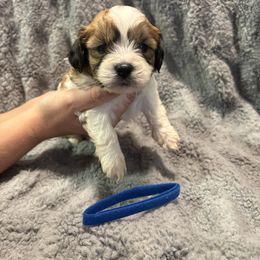 Pip - Brown and white male Shichon puppy in Onawa, Iowa from Parico Puppies