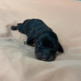 Hope - Black and tan female Dachshund puppy in Lewisburg, West Virginia from Breanna Kast