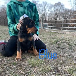 Blue Collar Boy HM - Black and rust Doberman Pinscher puppy in Knox, Indiana from Double River Dobermans