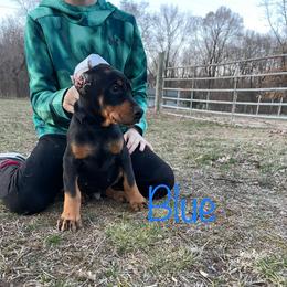 Blue Collar Boy HM - Black and rust Doberman Pinscher puppy in Knox, Indiana from Double River Dobermans
