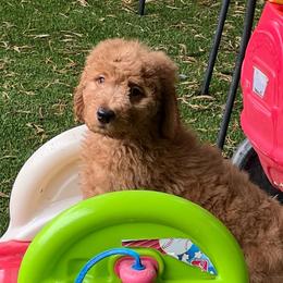 Orange - Red  male Goldendoodle puppy in Indian Trail, North Carolina from Castleberry Doodles and Poodles