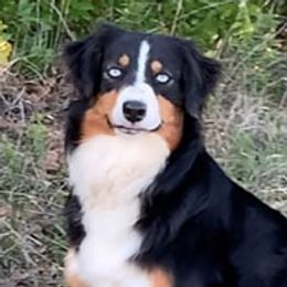 Prada - Australian Shepherd