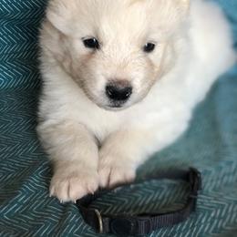 Black Boy - White male Samoyed puppy in Bearcreek, Montana from Morning Star Samoyeds