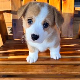 Curry - Red male Pembroke Welsh Corgi puppy in El Dorado Springs, Missouri from Trixie Dixie