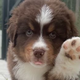 Boy 2 - Red tri-color Australian Shepherd puppy in Port Orange, Florida from Steadfast Australian Shepherds