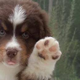Boy 2 - Red tri-color Australian Shepherd puppy in Port Orange, Florida from Steadfast Australian Shepherds