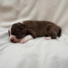 Red Male - White and red male Border Collie puppy in Okeechobee, Florida from Cowtown Corgis & Border Collies