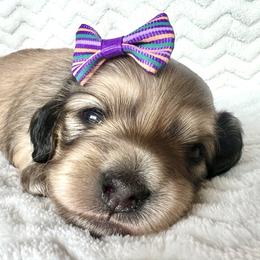 Dorothy - Cream female Dachshund puppy in Woodburn, Oregon from Primo Dachshunds