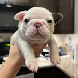 French Bulldog Puppies from Nicole's French Bulldogs