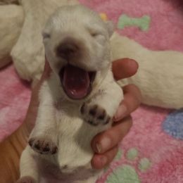 Girl 2 - White female West Highland White Terrier puppy in Hoschton, Georgia from AKC  Westie World