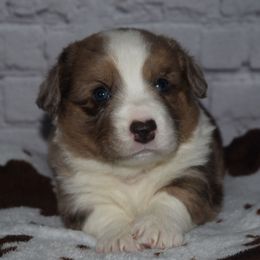 Yankee - Brindle merle and white male Cardigan Welsh Corgi puppy in Rigby, Idaho from Star N Cardigan Corgis