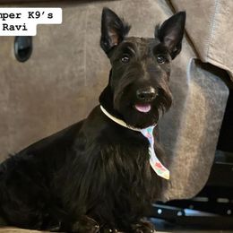 Ravi - Scottish Terrier