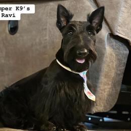 Ravi - Scottish Terrier