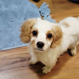 Michelangelo - Blenheim male Cavapoo puppy in Wentworth, Missouri from Newton County Cavaliers & Cavapoos LLC