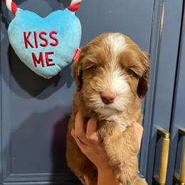 Macchiato - Apricot male Australian Labradoodle puppy in Orange, California from Little Kingdom Doodles