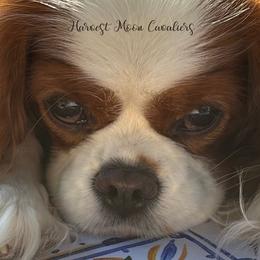 Trudy - Cavalier King Charles Spaniel