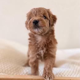Female 3 - Red  female Goldendoodle puppy in Modesto, California from Central Valley Canine Companions