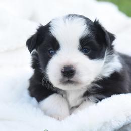 Endgame - Black male Toy Australian Shepherd puppy in Chickasha, Oklahoma from Rustic Lace