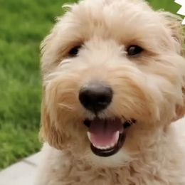 Goldendoodle All Grown Up from Royal Goldendoodles