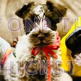 Miniature Schnauzers from Beyond the Thicket Schnauzers