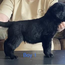 Labrador Retriever Puppies from R Little Retrievers