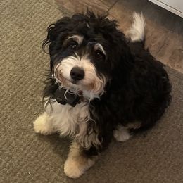 Australian Labradoodles, Bernedoodles, Double Doodles, Goldendoodles, and Poodles from Karlas Pet Rendezvous
