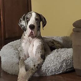 Great Danes from Newton's AKC Great Dane's