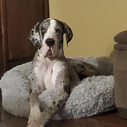 Great Danes from Newton's AKC Great Dane's
