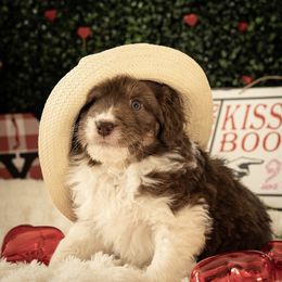 Aussiedoodle Puppies from Dinah Doodles and Aussies