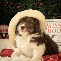 Aussiedoodle Puppies from Dinah Doodles and Aussies