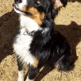 Border Collies from Open Country Border Collies