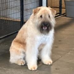 Navarre - Bouvier des Flandres