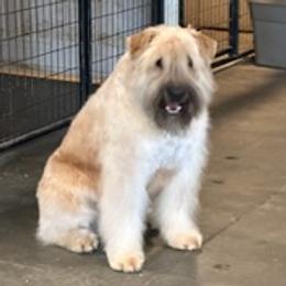 Navarre - Bouvier des Flandres